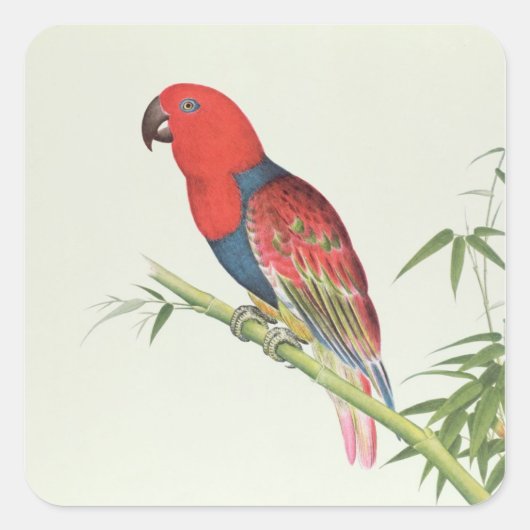 Electus Parrot op een bamboevloed Vierkante Sticker (Voorkant)