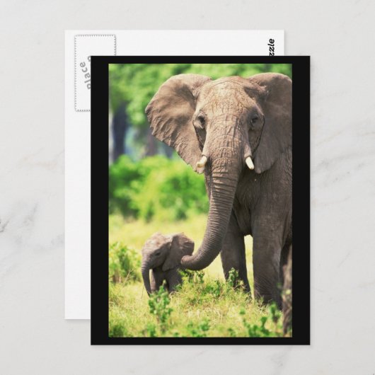 Elefant en Baby Briefkaart (Voorkant / Achterkant)
