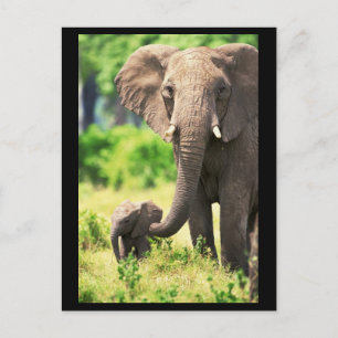 Elefant en Baby Briefkaart