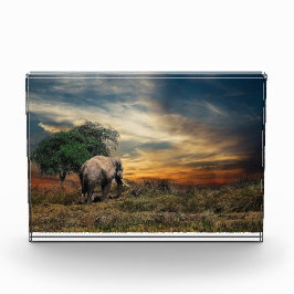 Elefant lopen bij zonsondergang fotoblokken