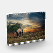 Elefant lopen bij zonsondergang fotoblokken (Links)