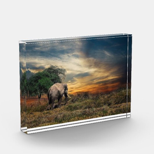 Elefant lopen bij zonsondergang fotoblokken (Links)