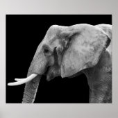 Elefant - Poster (Voorkant)