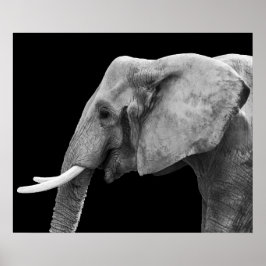 Elefant - Poster