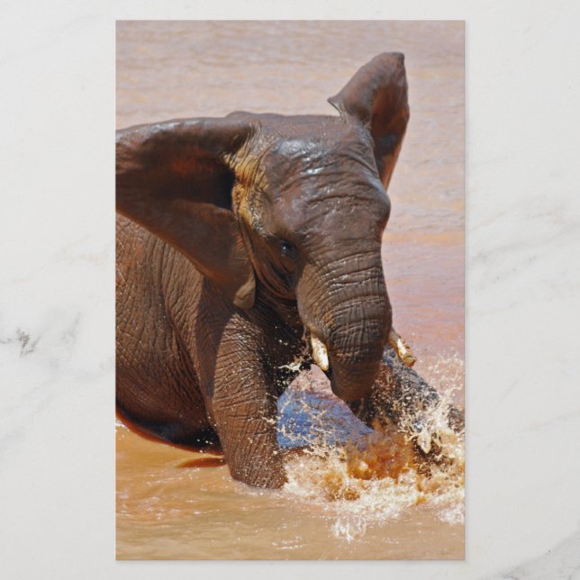 Elefant spelen met water (Voorkant)