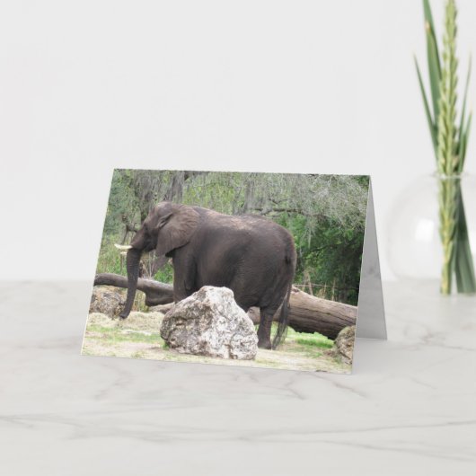 Elefant Wenskaart (0390) Kaart (Voorkant)