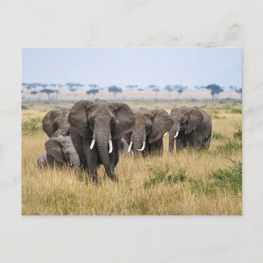 Elefanten in der Masai Mara Briefkaart (Voorkant)