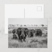 Elefanten in der Masai Mara Postkarte Briefkaart (Voorkant / Achterkant)