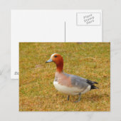 Elegance Briefkaart (Voorkant / Achterkant)