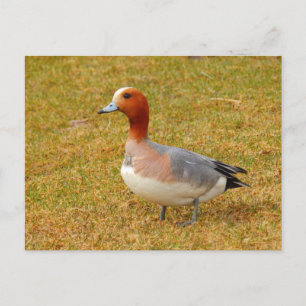 Elegance Briefkaart