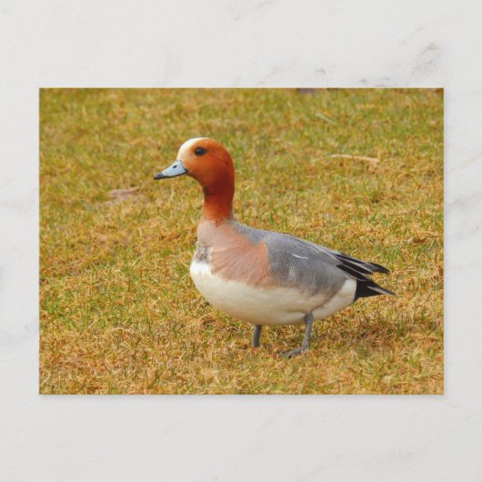 Elegance Briefkaart (Voorkant)