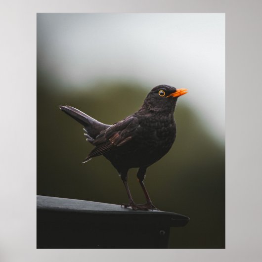 Elegance of the Common Blackbird Fine Art Poster (Voorkant)