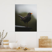 Elegance of the Common Blackbird Fine Art Poster (Keuken)