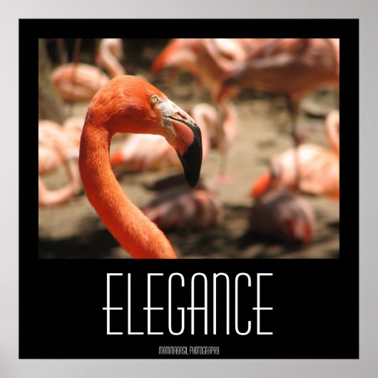 Elegance Poster! Poster (Voorkant)