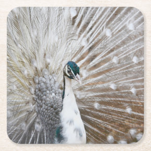 Elegant Albino Peacock Kartonnen Onderzetters