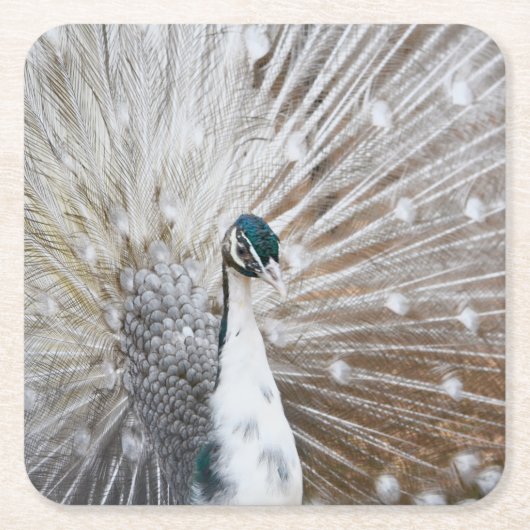 Elegant Albino Peacock Kartonnen Onderzetters (Voorkant)