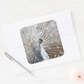 Elegant Albino Peacock Vierkante Sticker (Envelop)