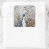 Elegant Albino Peacock Vierkante Sticker (Tas)