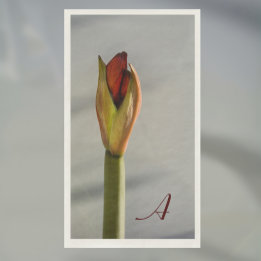Elegant Amaryllis Bud minimalist Servet