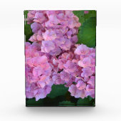 Elegant and Rustic Hortensia Hydrangea macrophylla Fotoblokken (Voorkant)