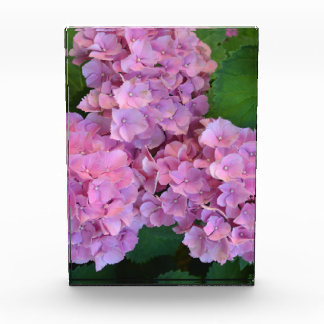 Elegant and Rustic Hortensia Hydrangea macrophylla Fotoblokken