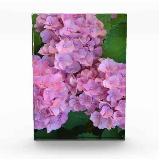 Elegant and Rustic Hortensia Hydrangea macrophylla Fotoblokken (Voorkant)