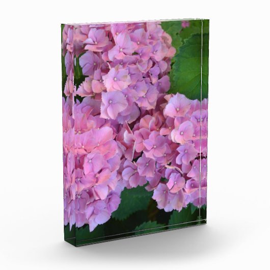 Elegant and Rustic Hortensia Hydrangea macrophylla Fotoblokken (Links)