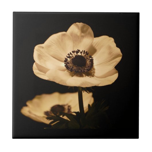 Elegant Anemone Flower Black Tegeltje (Voorkant)
