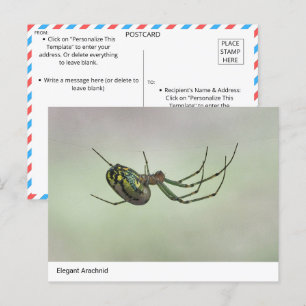 Elegant Arachnid - Artistic Weaver Post van de Nat Briefkaart