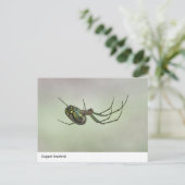 Elegant Arachnid - Artistic Weaver Post van de Nat Briefkaart (Staand voorkant)