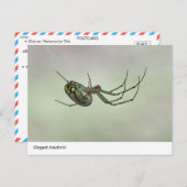 Elegant Arachnid - Artistic Weaver Post van de Nat Briefkaart (Voorkant / Achterkant)