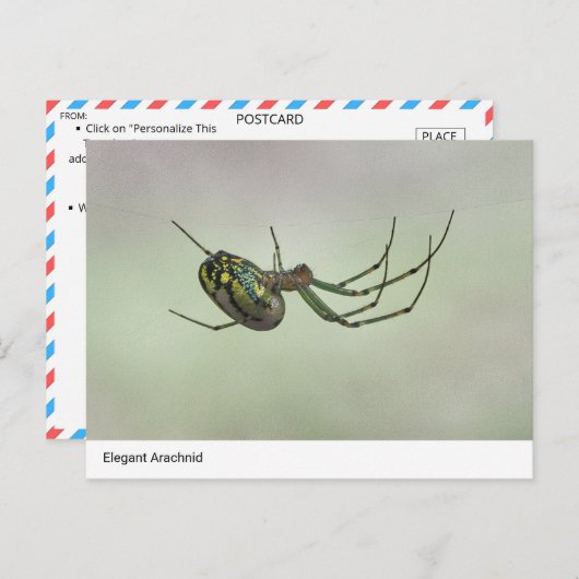 Elegant Arachnid - Artistic Weaver Post van de Nat Briefkaart (Voorkant / Achterkant)