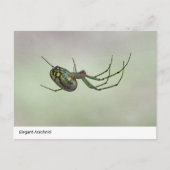 Elegant Arachnid - Artistic Weaver Post van de Nat Briefkaart (Voorkant)