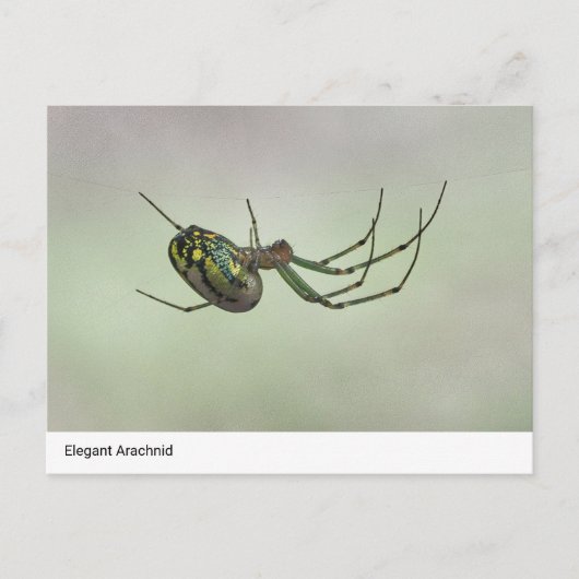 Elegant Arachnid - Artistic Weaver Post van de Nat Briefkaart (Voorkant)