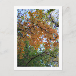 Elegant Autumn Holiday Postcard Feestdagenkaart