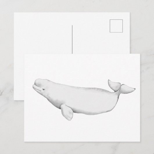 Elegant Beluga Whale Book Illustration Briefkaart (Voorkant / Achterkant)
