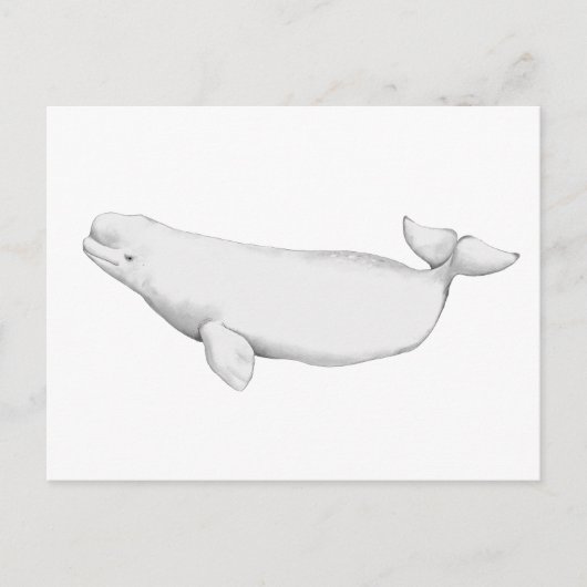 Elegant Beluga Whale Book Illustration Briefkaart (Voorkant)