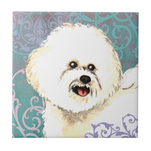 Elegant Bichon Frise Tegeltje (Voorkant)
