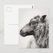 Elegant Black and White Sheep Profile Postcard Briefkaart (Voorkant / Achterkant)