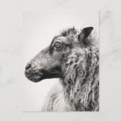 Elegant Black and White Sheep Profile Postcard Briefkaart (Voorkant)