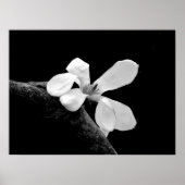 Elegant Black en White Magnolia Poster (Voorkant)