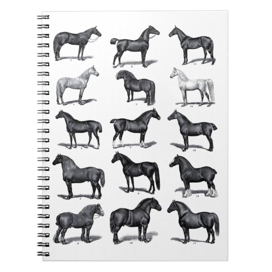 Elegant Black White Equestrian Horse Notitieboek (Voorkant)