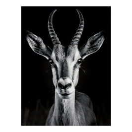 Elegant Black & White Gazelle Fine Art Photo Perfect Poster