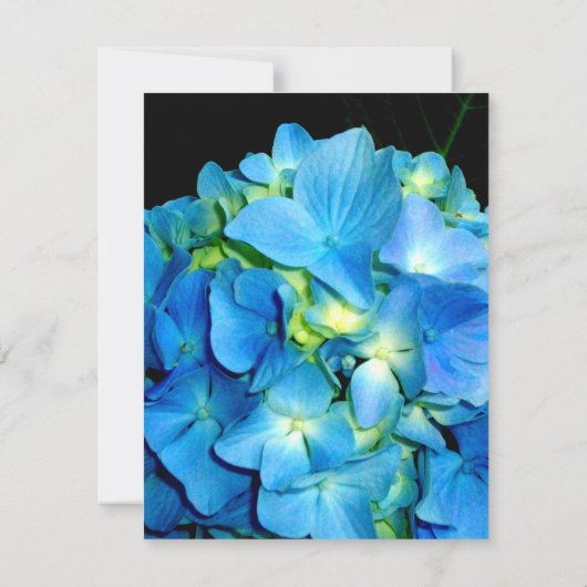 Elegant blauw blauwgroen bloemhortensia's blauw ro bedankkaart (Achterkant)