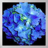 Elegant blauw bloemenblauw rozen blauw hortensia's poster (Voorkant)