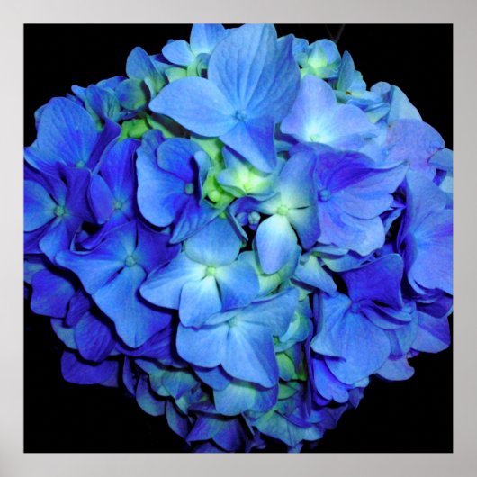 Elegant blauw bloemenblauw rozen blauw hortensia's poster (Voorkant)