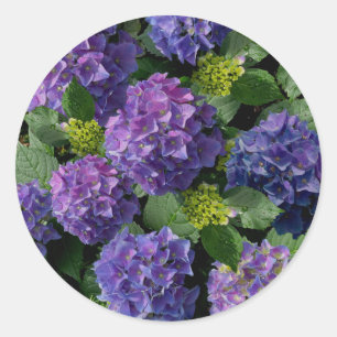 Elegant blauw paarse magenta groene bloemenhortens ronde sticker
