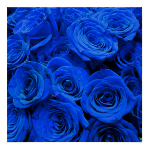 Elegant blauw roos blauw bloemblauw poster