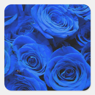 Elegant blauw roos blauw bloemblauw vierkante sticker