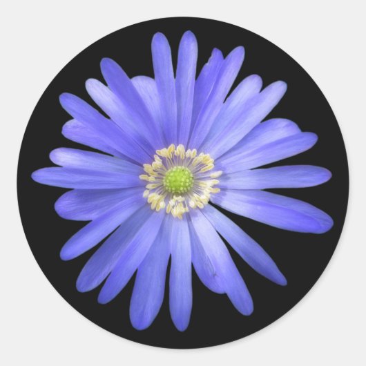 Elegant Blue Anemone Flower Ronde Sticker (Voorkant)